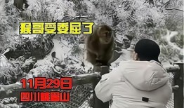 猴子爆料最新视频大全集,最新视频大全集精彩瞬间回顾