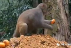 猴子爆料最新视频大全集,最新视频大全集精彩瞬间回顾